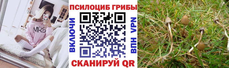 Псилоцибиновые грибы MAGIC MUSHROOMS  Ярославль 